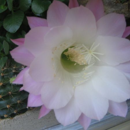 floare de cactus